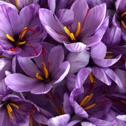 Crocus Crocus