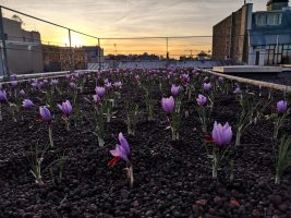Fleurs de safran à l'aube