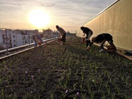 Récolte du safran de Parisaris