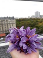 Fleurs de crocus à safran